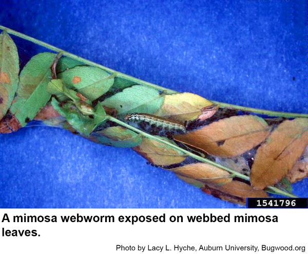 Mimosa webworms are slender and have five white lines.